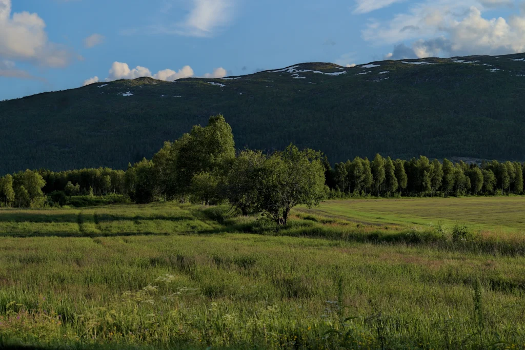 A green meadow with trees in the foreground, a forested mountain ridge with patches of snow, and a blue sky with scattered clouds.