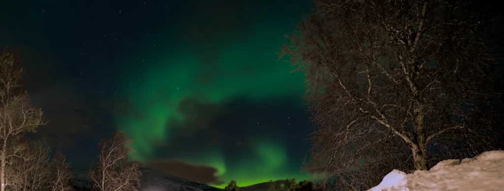 Northern Lights - Norway 1 Green northern lights across a starry winter night sky, with snowy tree silhouettes in the foreground.