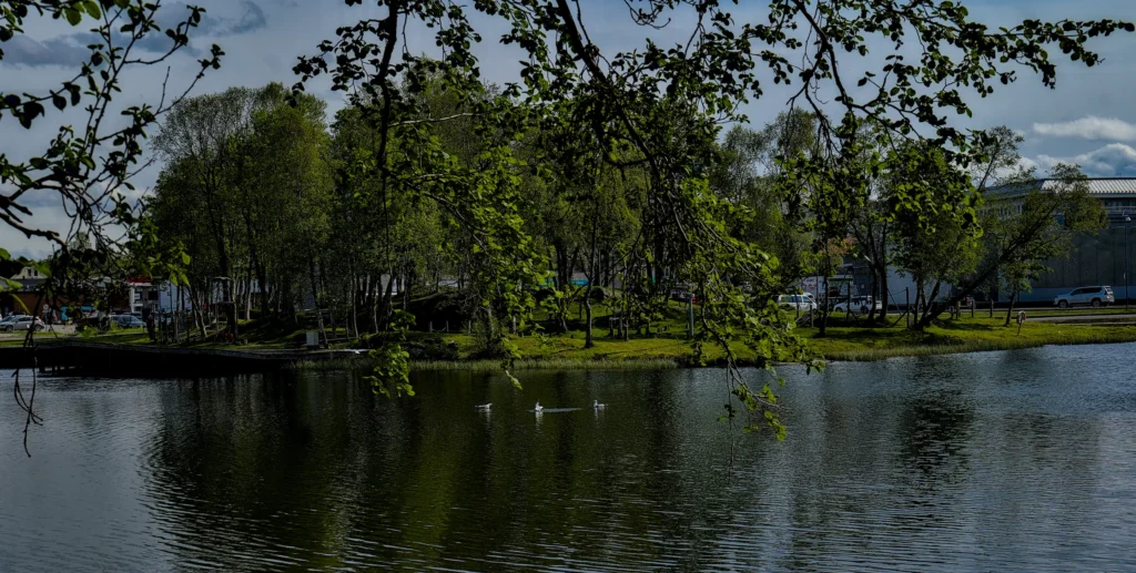 Bir park göletindeki martılar; önde sazlıklar ve sudaki yansımalar.