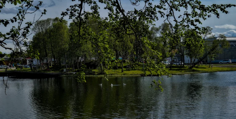 Seagulls on a park lake with reeds in the foreground and reflections on the water.