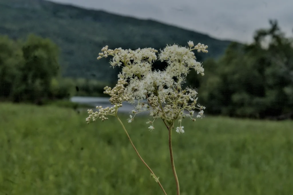 White wildflower in a green meadow with blurred mountains and an overcast sky in the background.